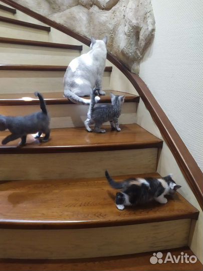 Британская шиншилла