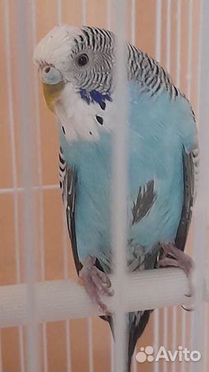 Волнистые попугаи с клеткой