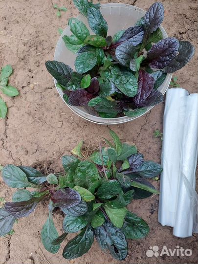 Живучка ползучая