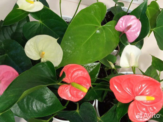 Антуриум белый, красный, розовый, Лилли