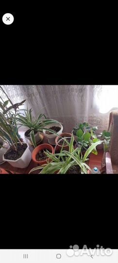 Комнатные растения