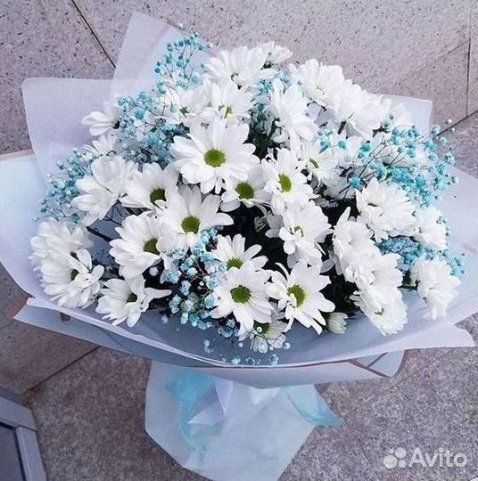 Хризантема