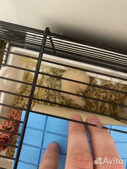 Сирийский хомяк малыш