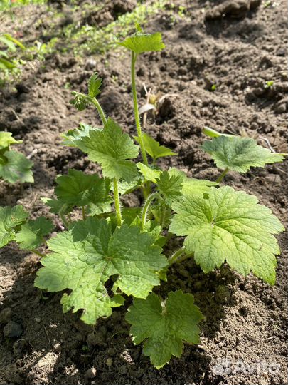 Саженцы гейхеры