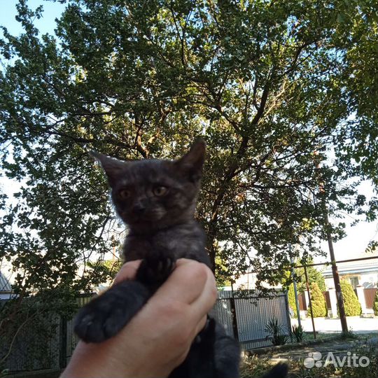 Котенок в добрые руки