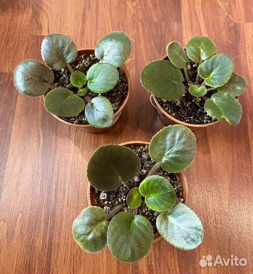 Фиалки сортовые