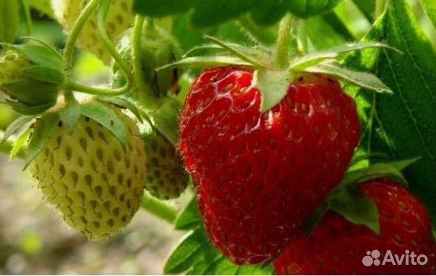 Рассада клубники (разных сортов)