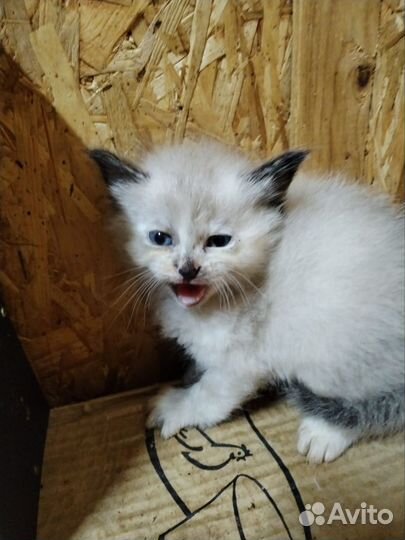 Красивые котята ищут дом