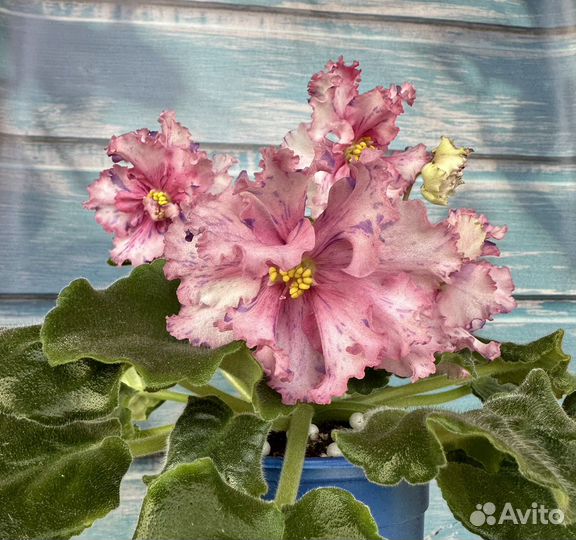 Фиалка листья