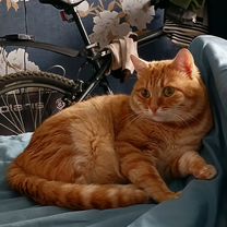 Взрослый кот в добрые руки