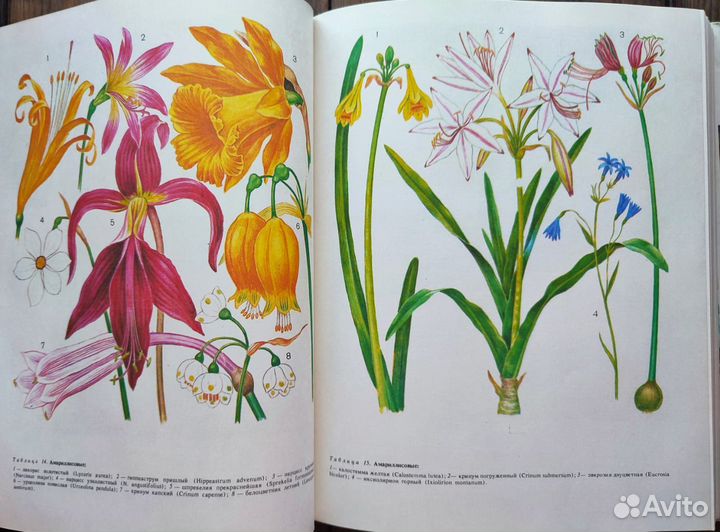 Ботаническая книга грибы