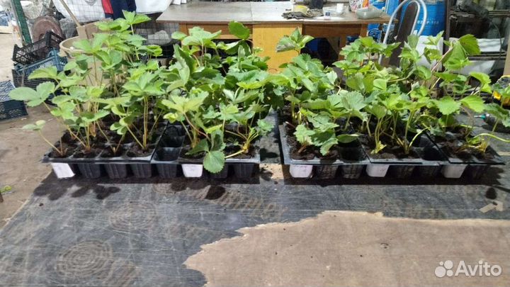 Рассада клубники