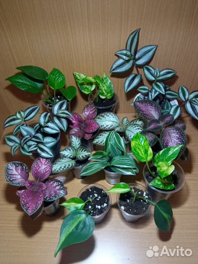 Комнатные растения