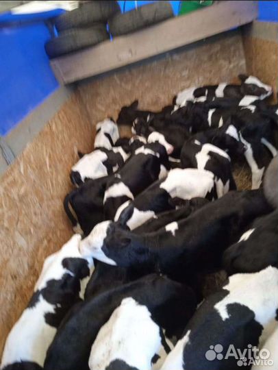 Бычки и телята