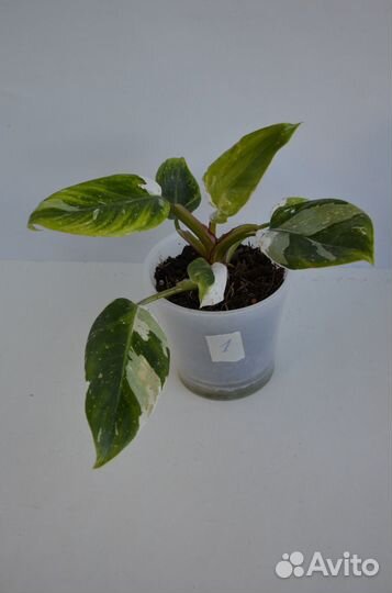 Филодендрон Белая принцесса