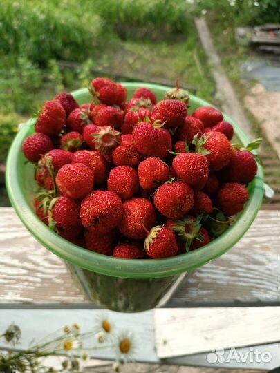 Клубника свежая домашняя