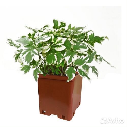 Сныть пестролистная