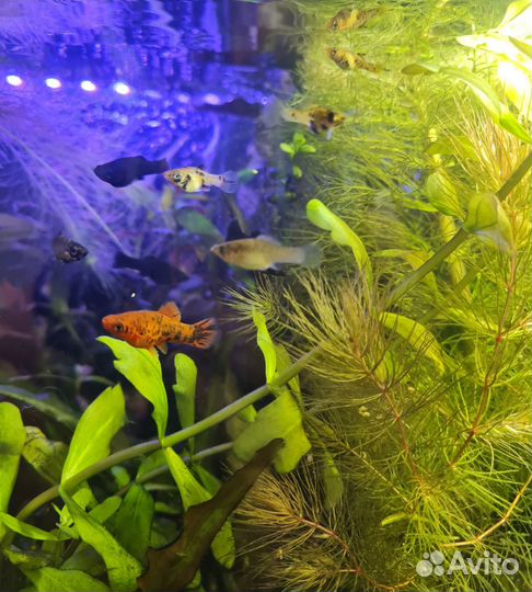 Аквариумные рыбки