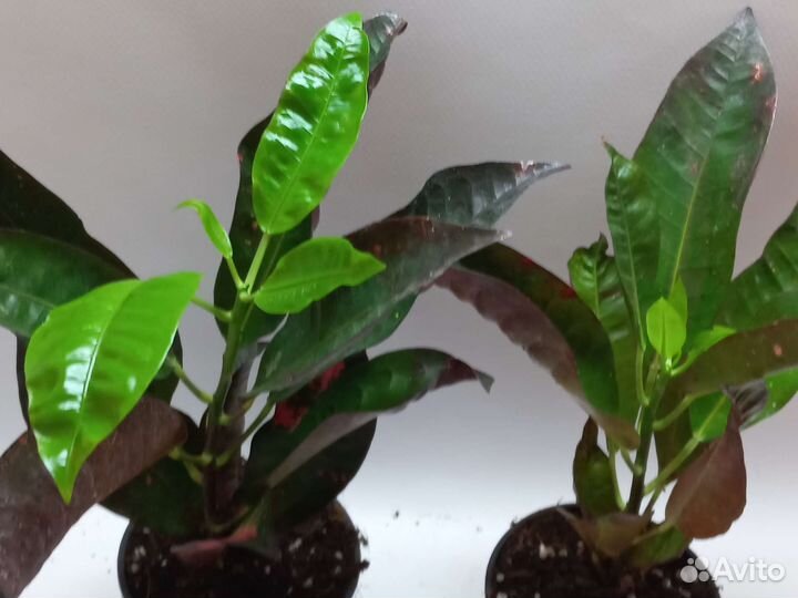 Кротон миссис айстон