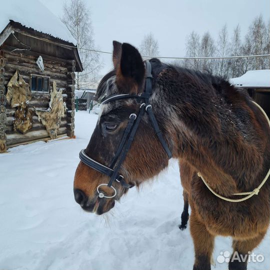 Оголовье, овергурт, кавессон, капцунг, скользящий