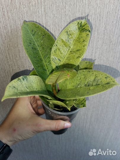 Фикусы Эластика (каучуконосные)