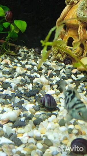 Ампулярии черничные