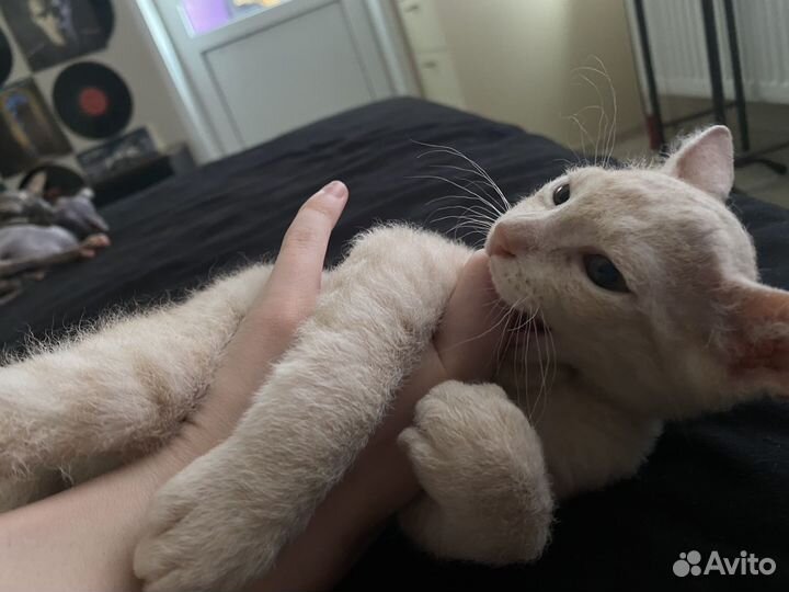 Донской сфинкс браш котята