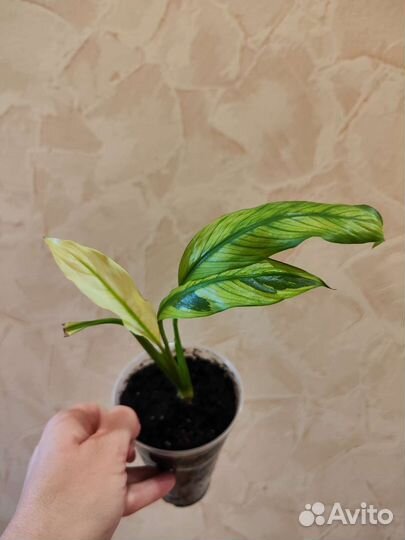 Цветы для дома и счастья