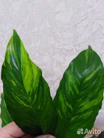 Спатифиллум Caiti, Moon Shadow, Домино