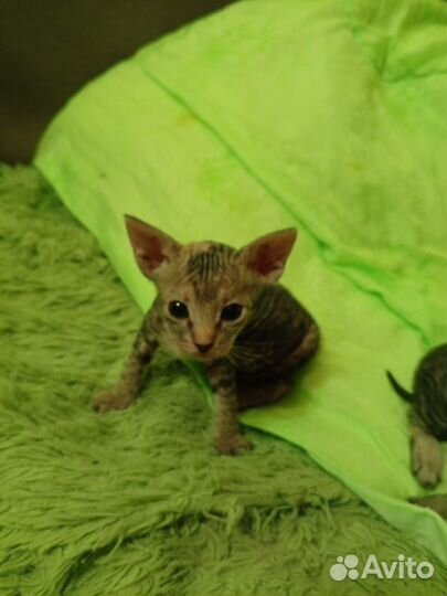 Донской сфинкс котята