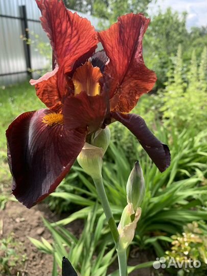 Ирисы и лилейники сортовые