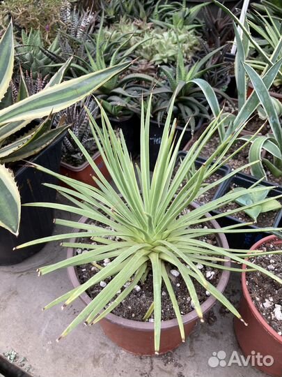 Агавы из суккулентной теплицы