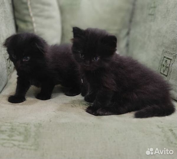 Отдам беслатно котят в добрые руки