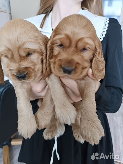 Английский Кокер Спаниель щенки