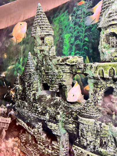 Аквариум вместе с содержимым