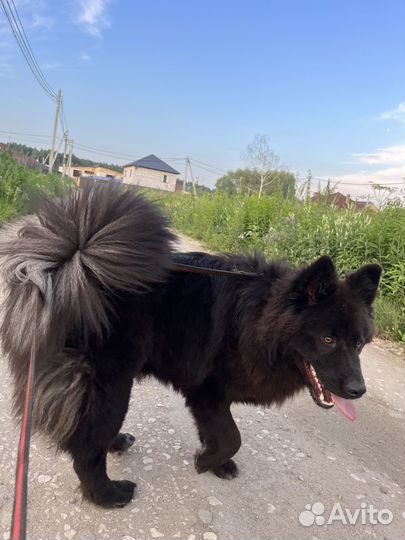 Вязка элкхаунд черный