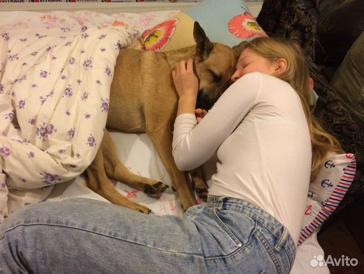 Зооняня, догситтер, кэтситтер