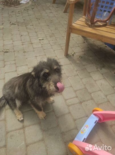 Собака в добрые руки отдам бесплатно