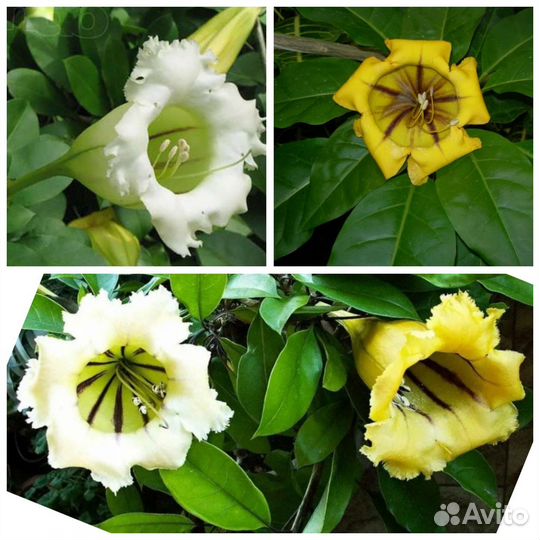 Соландра - Золотая чаша(Бронь)