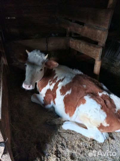 Продажа бычков телят