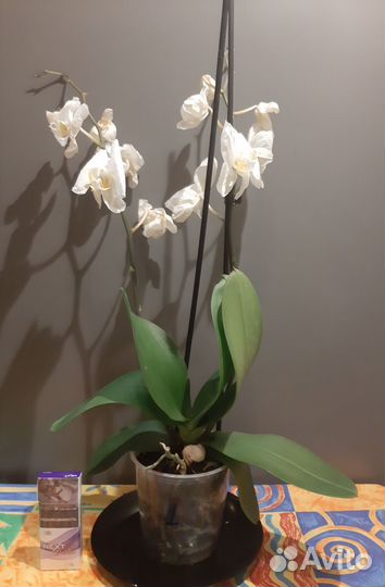 Орхидеи много