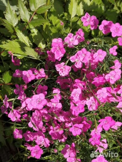 Цветы для дачи, сада, ясколка, яснотка, гвоздика