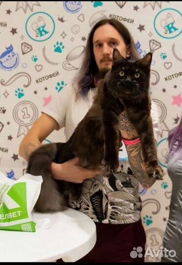 Груминг кошек и собак