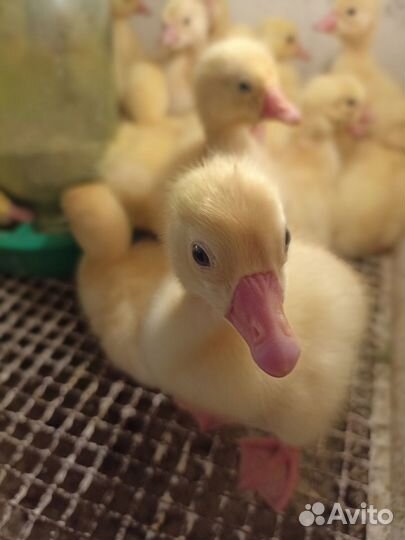 Гусята породы Краснозерская