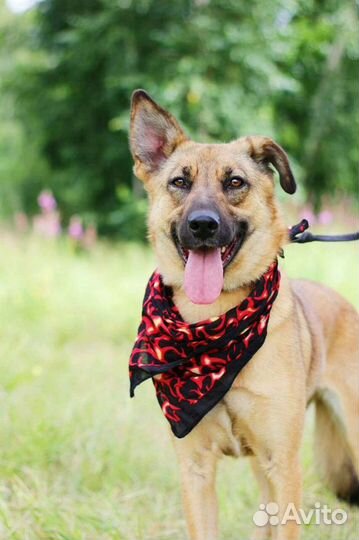 Собака из приюта в добрые руки