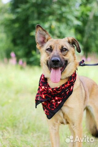 Собака из приюта в добрые руки