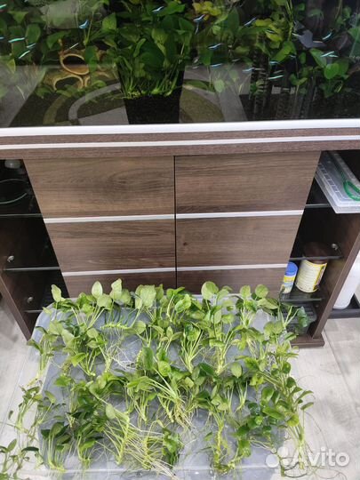 Аквариумные растения