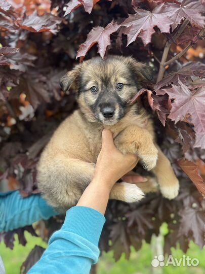 Щенок девочка 2 мес доставка бесплатно по области