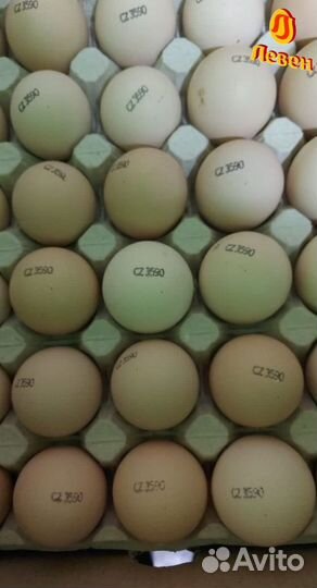 Импортное инкубационное яйцо кобб 500 росс 308