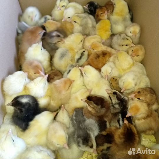 Цыплята суточные(помесь)